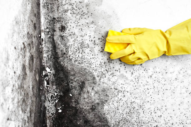 Mold Removal Process in Cannon Beach, OR