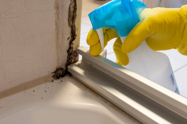 Home Mold Removal in Cannon Beach, OR