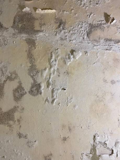 Mold Testing and Removal in Cannon Beach, OR