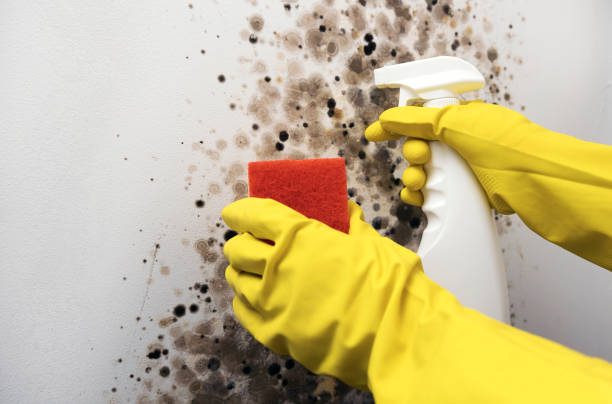 Best Residential Mold Removal  in Cannon Beach, OR