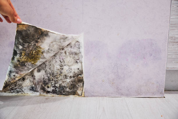 Best Toxic Mold Removal  in Cannon Beach, OR